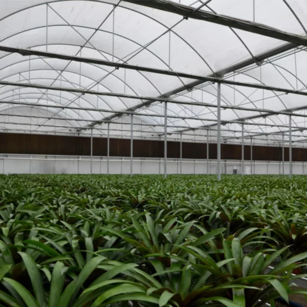 multi-span PC greenhouse 8mm polycarbonate greenhouses