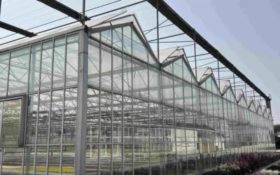 Unleash Your Agricultural Success with State-of-the-Art Plastic Film Greenhouses