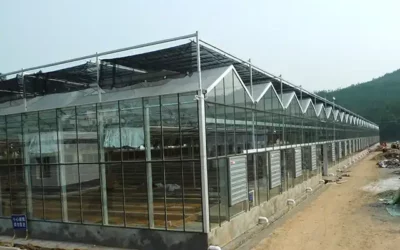 Glass And Galvanized Structure Steel – Combination For Greenhouse Build