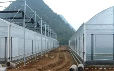 Harnessing Nature’s Power: The Evolution of Agriculture through Glass Greenhouses