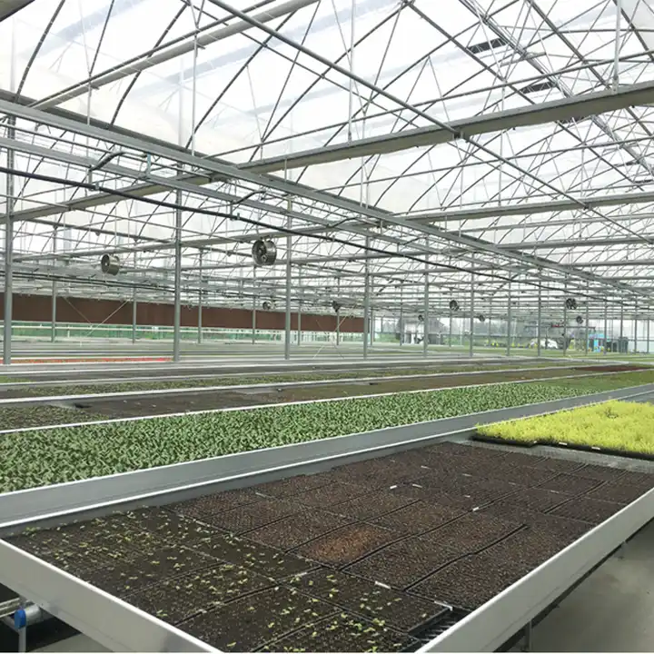 Agricultural tomato greenhouses