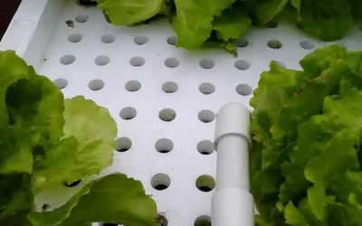 Hydroponic Greenhouses and Film Produced by Green House Systems Factory