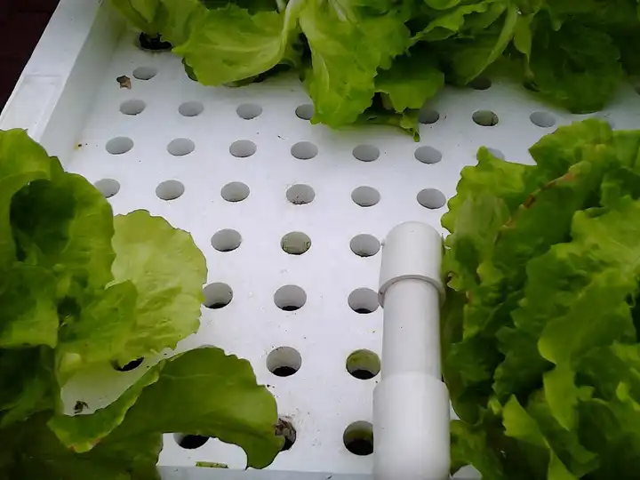 hydroponic greenhouse systems factory