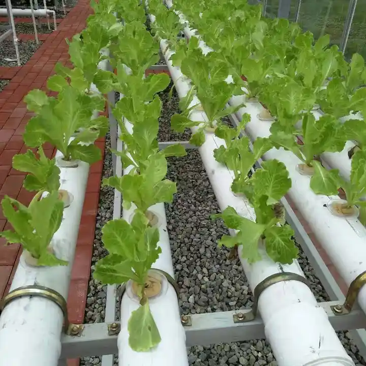 hydroponic greenhouse system 