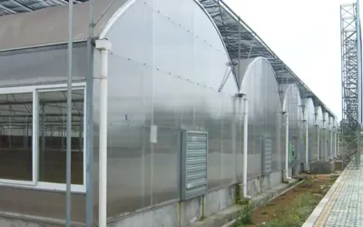 Choosing the Right Covering: Exploring Plastic Film Greenhouses and Polycarbonate Greenhouses in Horticulture