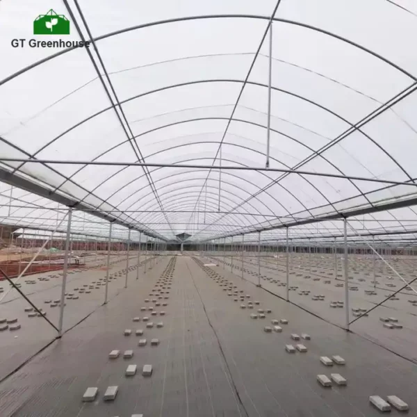 Polytunnel greenhouses