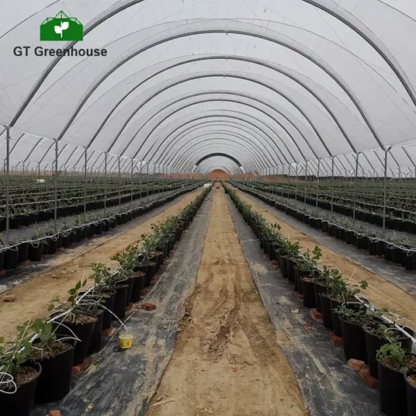 China Hydroponic Greenhouse Systems Polytunnel Greenhouse