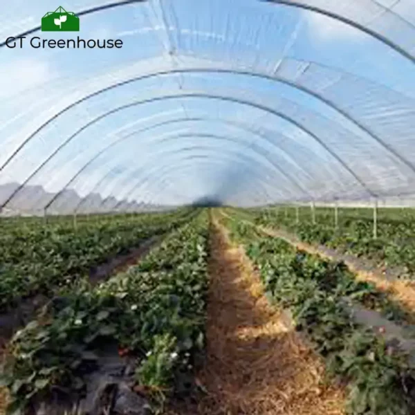 Tunnel greenhouses for sale